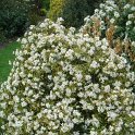 Choisya x 'Aztec Pearl' (2)